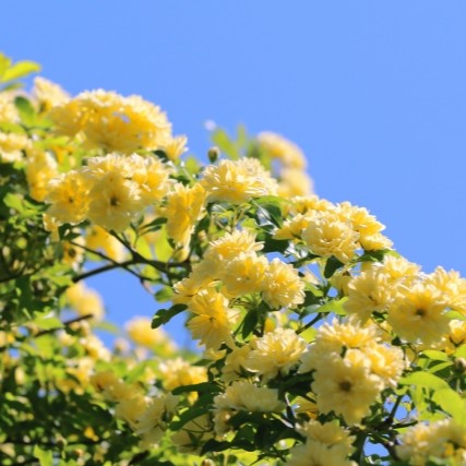 くらしの養生～伸びやかに、春から初夏へ