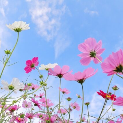 くらしの養生～秋の味覚で美肌薬膳